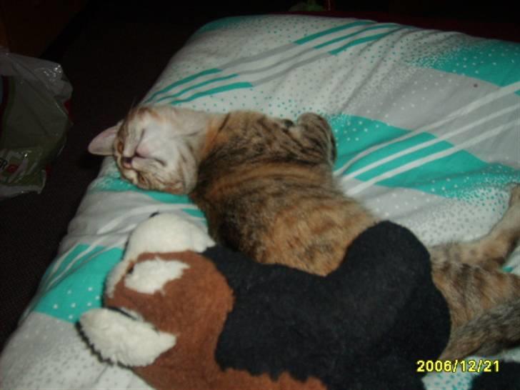 Huskat Middi ( R.I.P) - Welkomme til Middis profil billede 1 af Middi  billede 1