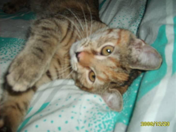 Huskat Middi ( R.I.P) - Billede 2 af Middi, er jeg ikke sød billede 2