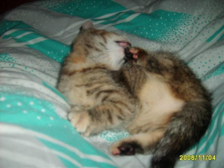 Huskat Middi ( R.I.P) - Billede 3 af Middi jeg skal lige vask mig  billede 3