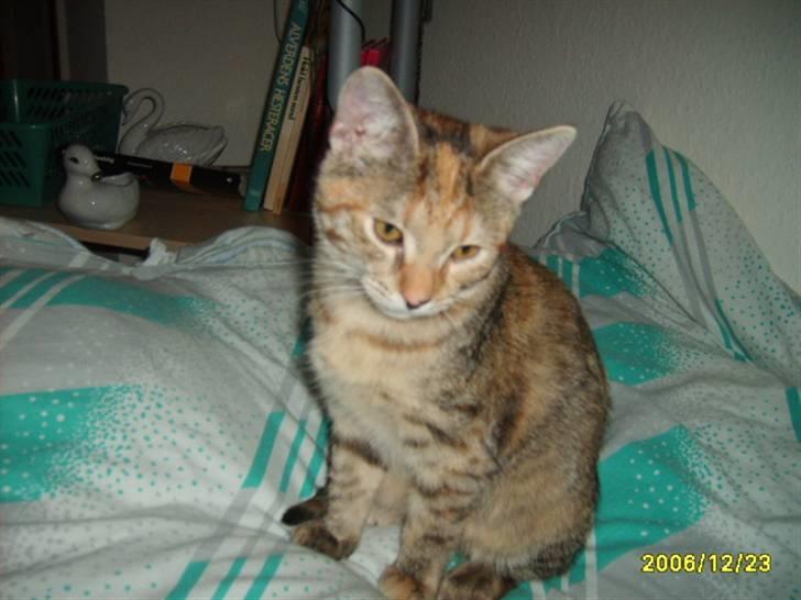 Huskat Middi ( R.I.P) - Billede 4 af Middi hej igen billede 4