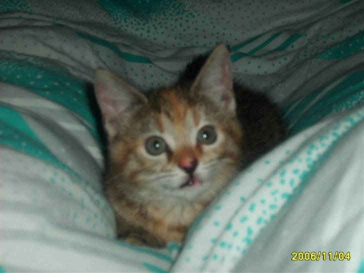 Huskat Middi ( R.I.P) - Billede 5 af Middi  billede 5