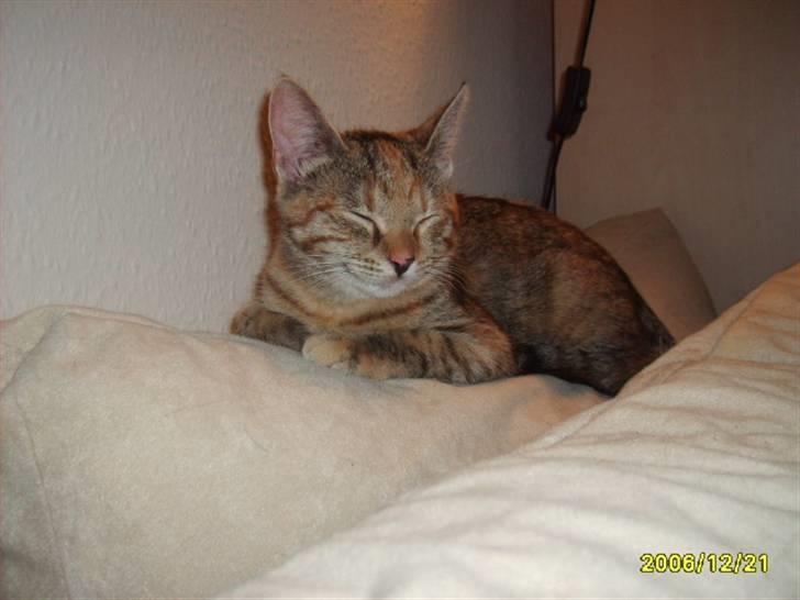 Huskat Middi ( R.I.P) - billede 6 af Middi jeg sove billede 6