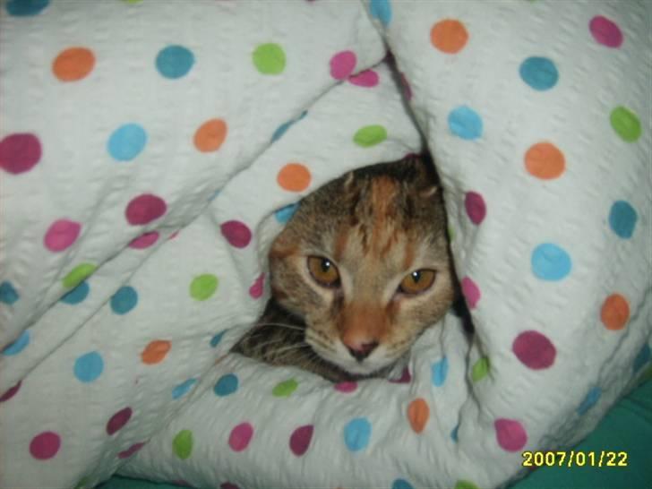 Huskat Middi ( R.I.P) - Billede 7 af Middi her lægge jeg  billede 7