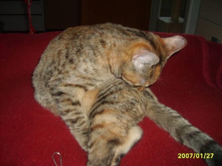 Huskat Middi ( R.I.P) - Billede 8 af Middi jeg vask mig  billede 8