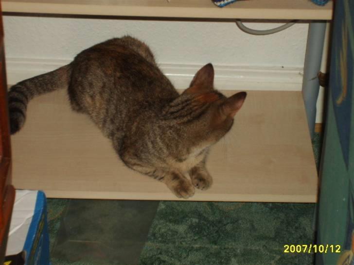 Huskat Middi ( R.I.P) - Her er et billede af Middis mor Sally billede 9