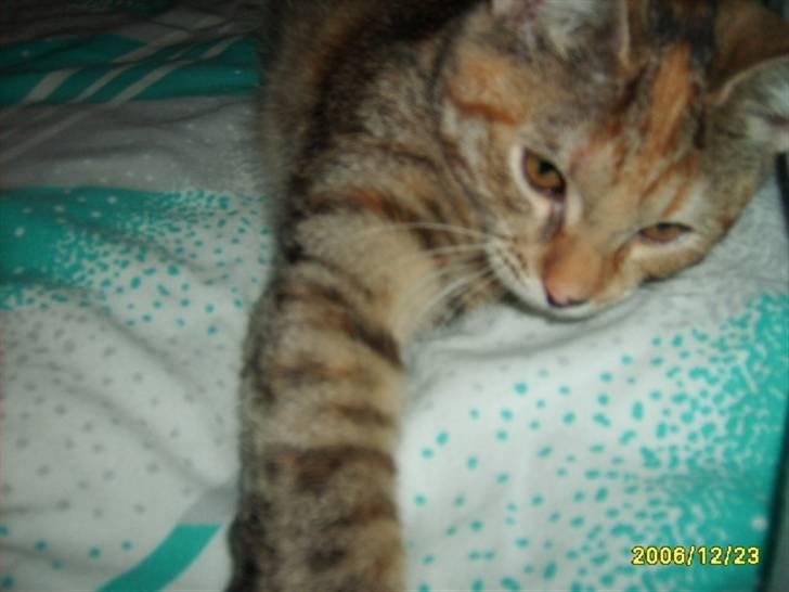 Huskat Middi ( R.I.P) - billede 9 af middi billede 10