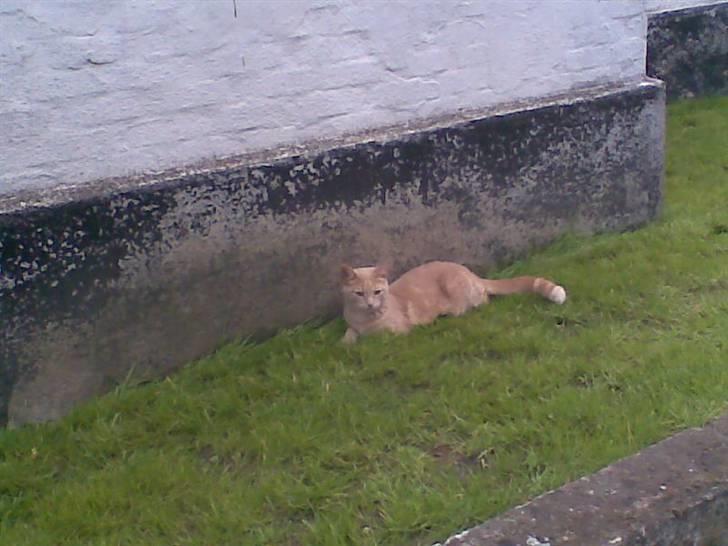 Huskat Garfield *R.I.P.* - Dejligt med højt græs man kan gemme sig lidt i billede 9