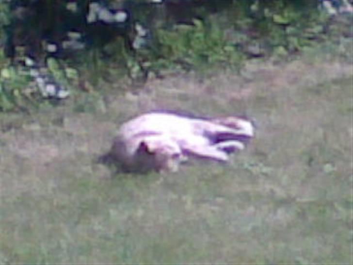 Huskat Garfield *R.I.P.* - Hvis man ruller sig i solen får man mere... billede 10