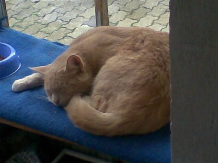 Huskat Garfield *R.I.P.* - sover man bedre end i et vindfang.. der er køligt men alle fordelene som indenfor.. billede 11