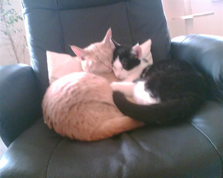 Huskat Garfield *R.I.P.* - Verdens bedste storebror... billede 12