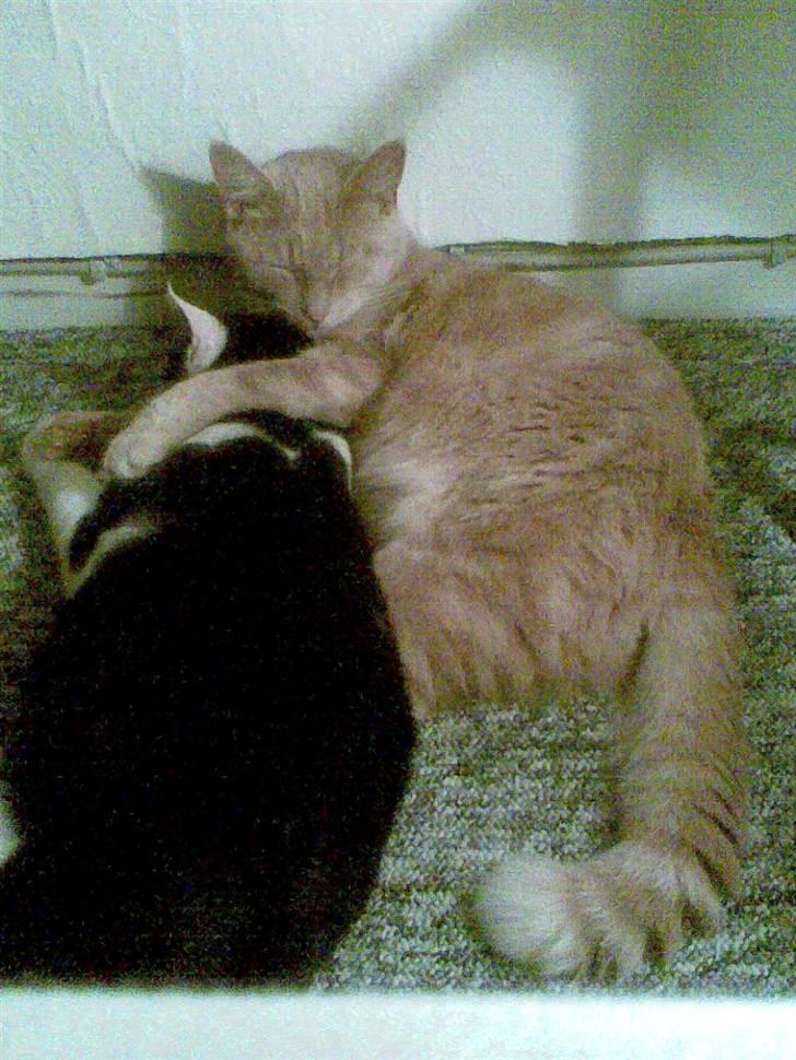 Huskat Garfield *R.I.P.* - Jeg skal nok passe på dig lillebror (taget nytårsaften) (3 uger efter blev lillebror kørt ned *R.I.P.*) billede 13