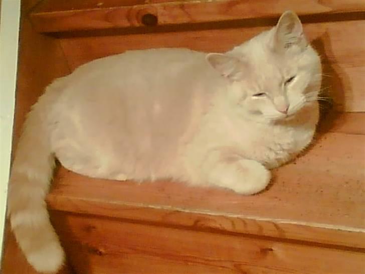 Huskat Garfield *R.I.P.* - Hvis jeg nu gør mig lækker giver det så noget?? billede 14