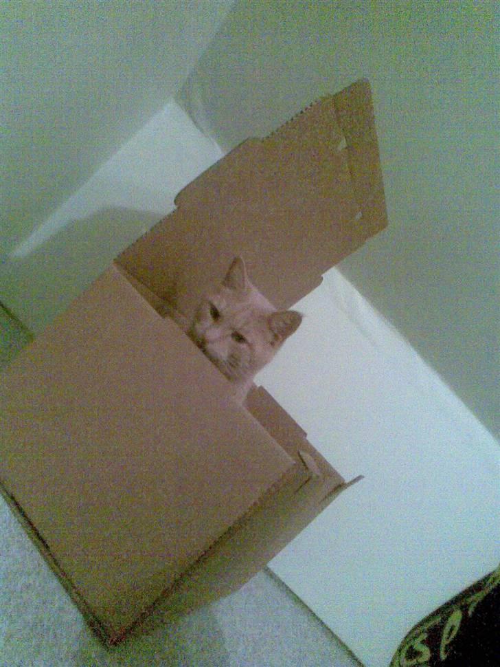 Huskat Garfield *R.I.P.* - Nogen der vil sende mig til Lille Musse?? billede 15