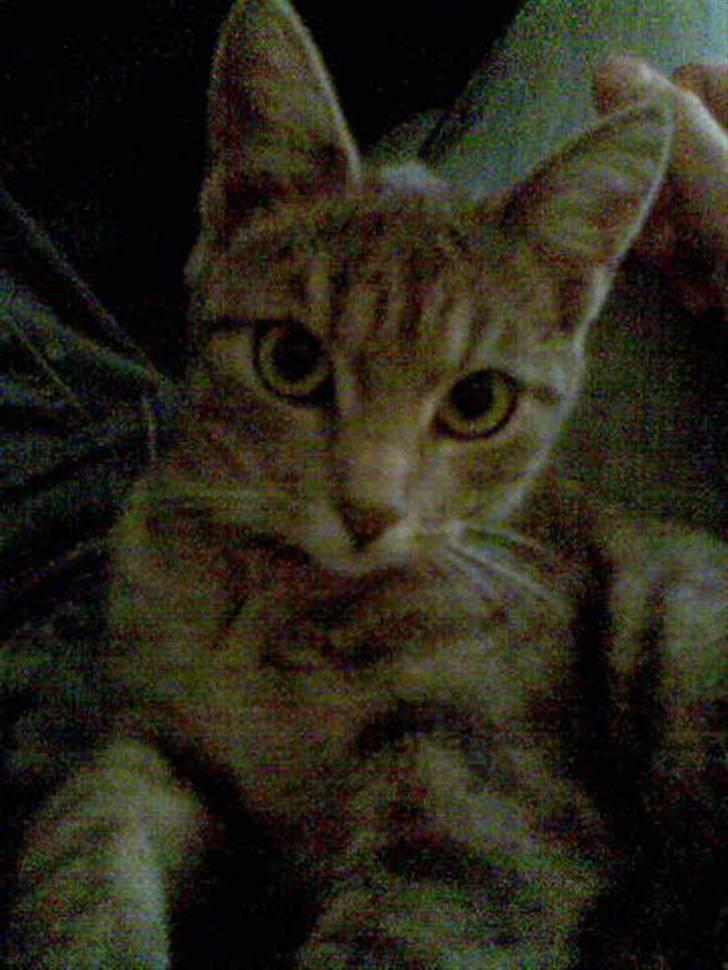 Huskat Clea billede 3