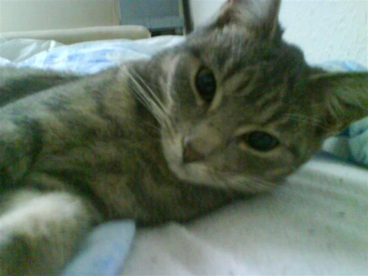 Huskat Clea billede 4