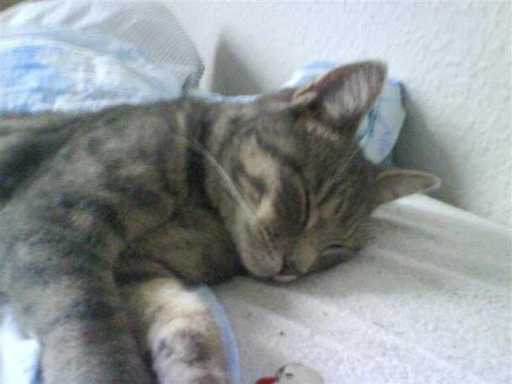 Huskat Clea billede 5