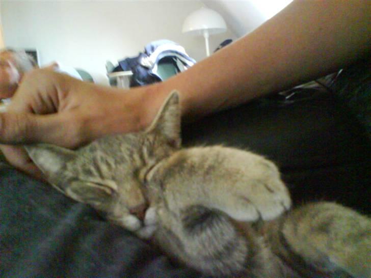 Huskat Clea billede 6