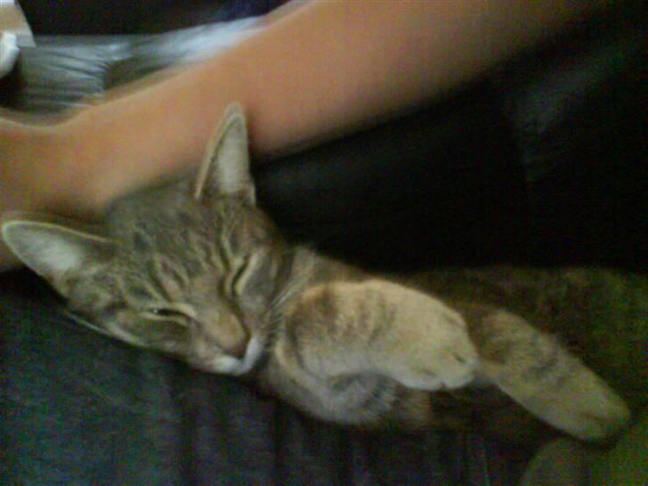 Huskat Clea billede 7