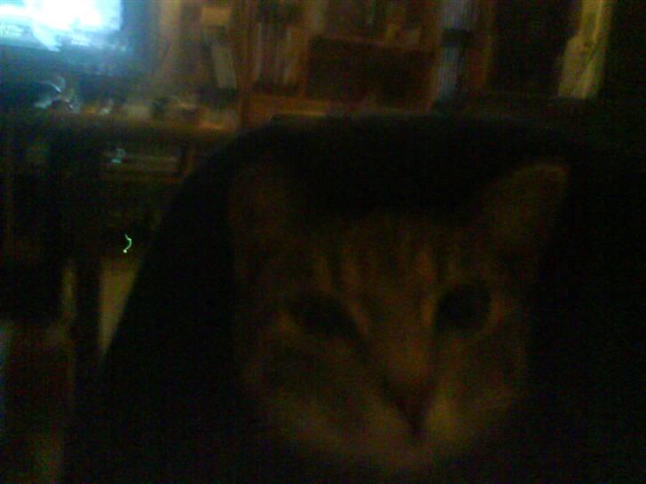 Huskat Clea billede 8