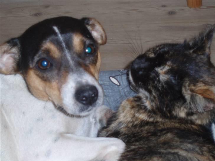 Blanding af racer Malou - Malou og Triton i kurv sammen. billede 1