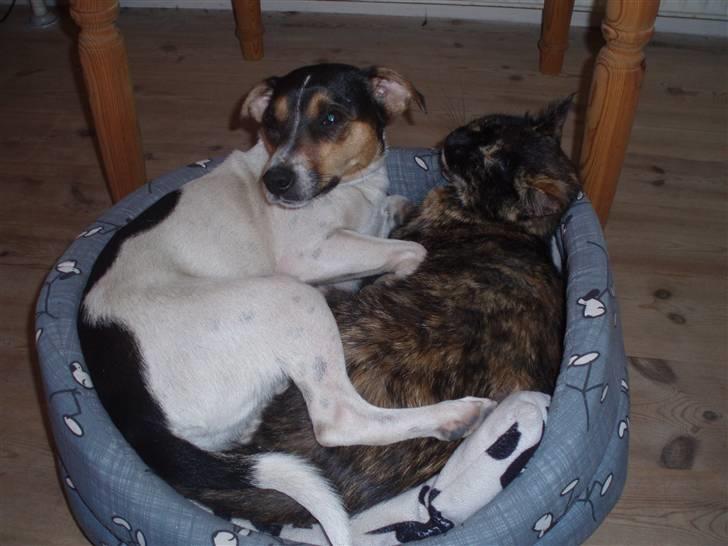 Blanding af racer Malou - Malou og triton elsker at ligge i kurv sammen billede 2