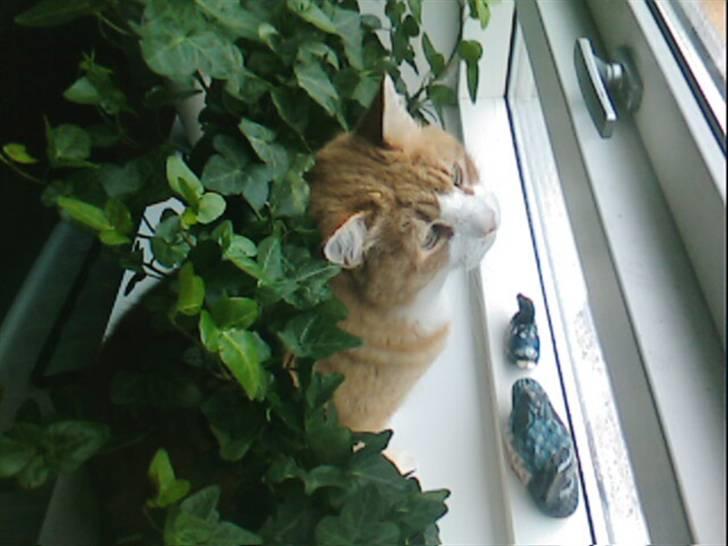 Blanding af racer Garfield billede 1