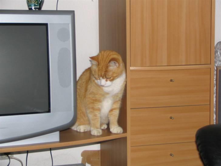 Blanding af racer Garfield billede 2