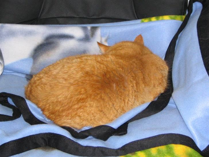 Blanding af racer Garfield billede 3