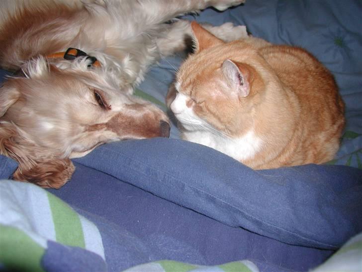 Blanding af racer Garfield billede 4