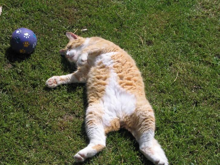 Blanding af racer Garfield billede 5