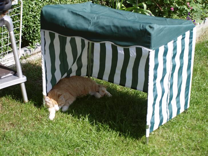 Blanding af racer Garfield billede 6