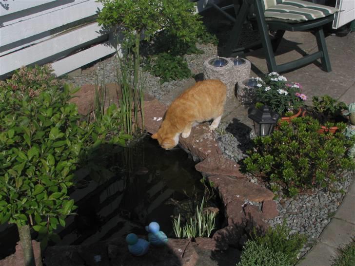 Blanding af racer Garfield billede 8