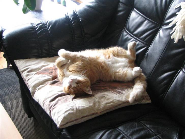 Blanding af racer Garfield billede 9