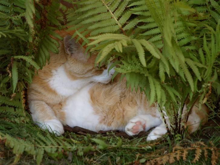 Blanding af racer Garfield billede 10