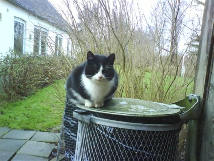 Blanding af racer Domino "DØD" billede 4