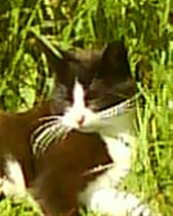 Blanding af racer Domino "DØD" billede 5