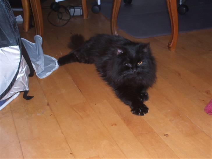 Norsk Skovkat Buller RIP billede 1