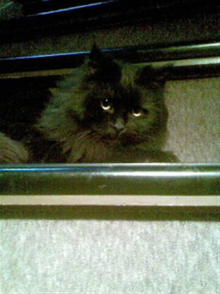 Norsk Skovkat Buller RIP billede 2