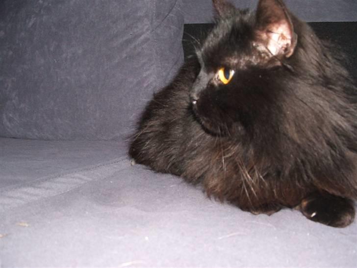 Norsk Skovkat Buller RIP billede 3