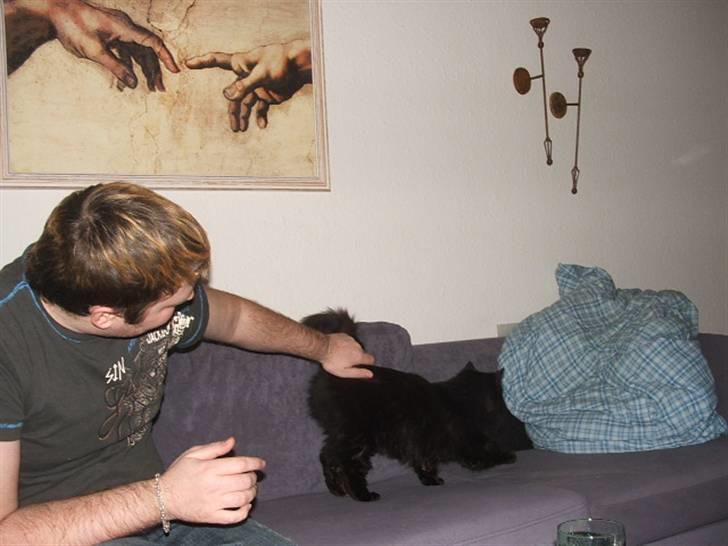 Norsk Skovkat Buller RIP billede 4