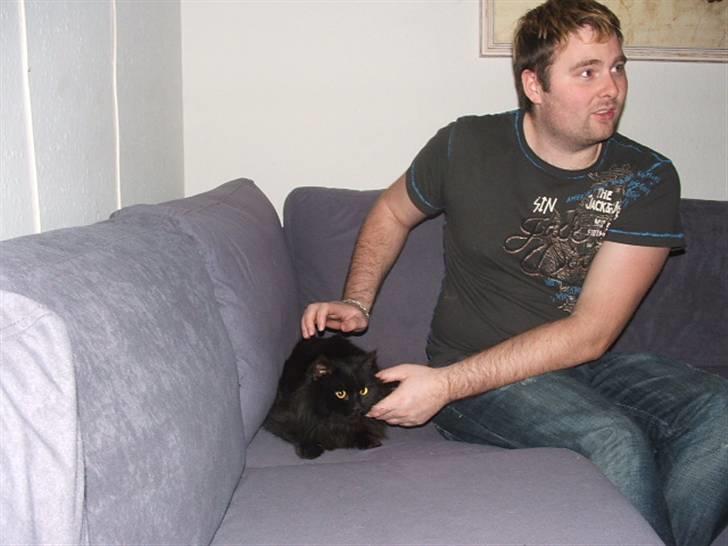 Norsk Skovkat Buller RIP billede 5