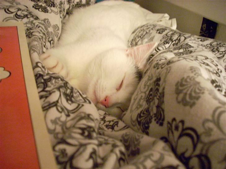 Huskat Snowie billede 1