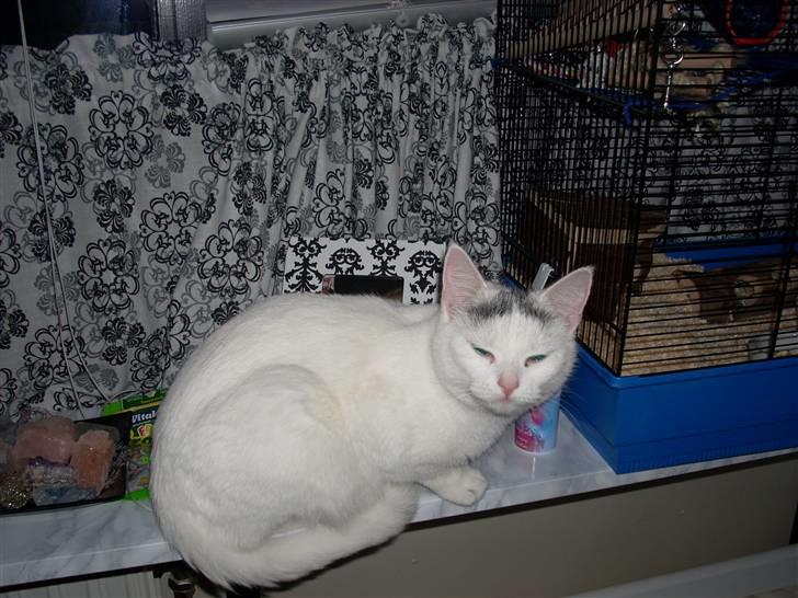 Huskat Snowie billede 2