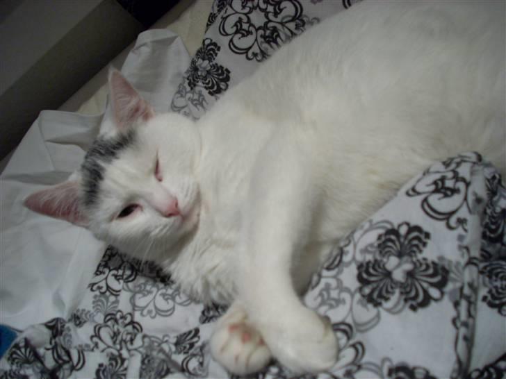 Huskat Snowie billede 3