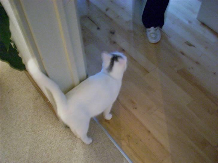 Huskat Snowie billede 4