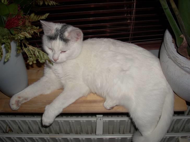 Huskat Snowie billede 5