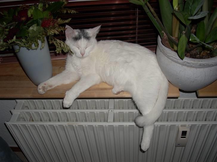 Huskat Snowie billede 6