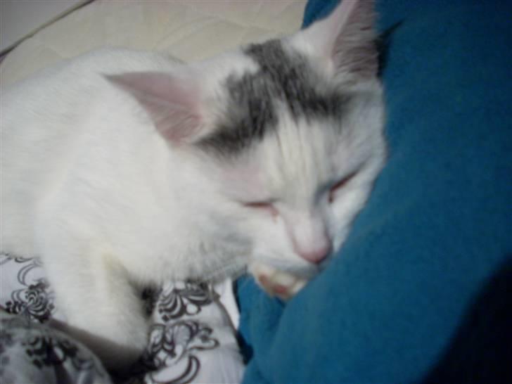 Huskat Snowie billede 7