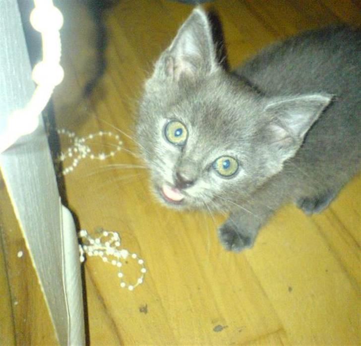 Huskat Lucky Chuppy - Hej mor ! billede 7