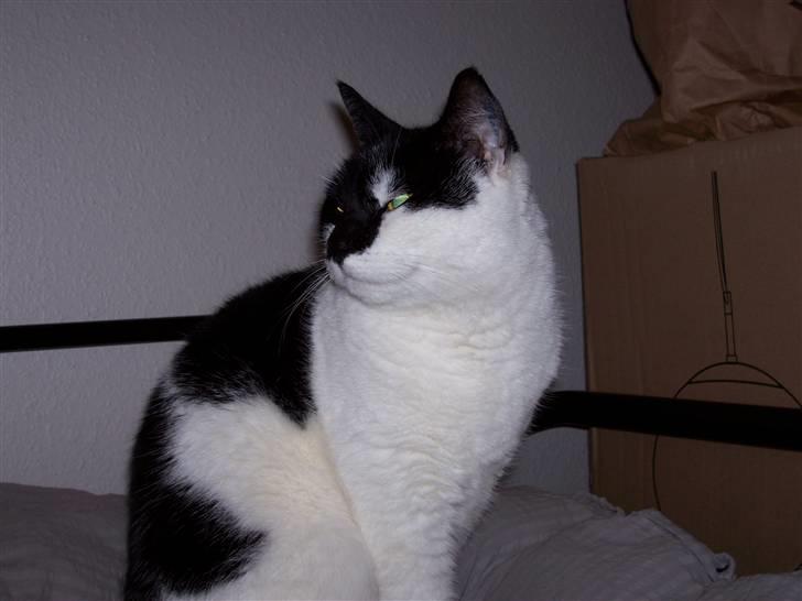 Huskat Miss Sophy - Okay...nu gør jeg mig umage med at se fotogen ud. billede 1